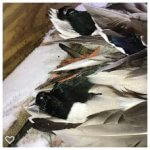 Group of Hunted Waterfowl HD Guide Service