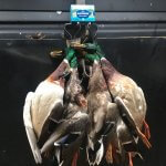 Waterfowl with Backridge Product
