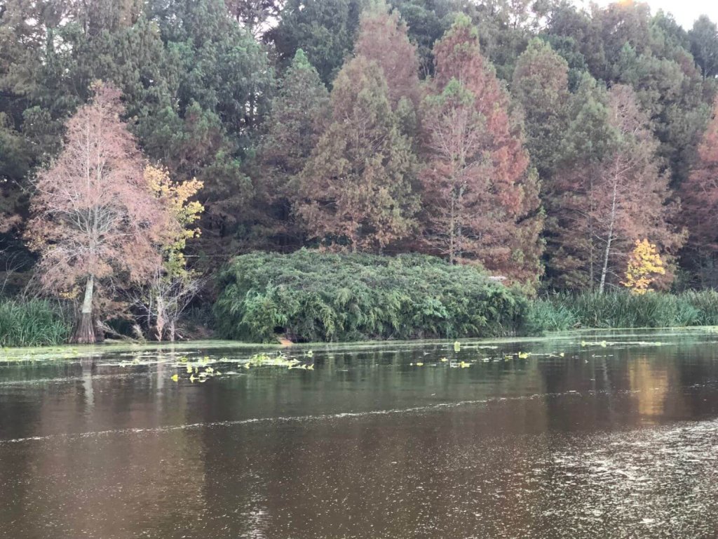 reelfoot-lake-hunting-hd-guide-service