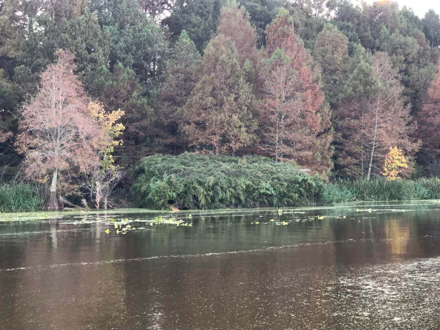 reelfoot lake hunting greenery