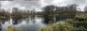 Waterfowl on Reelfoot Lake Hunting