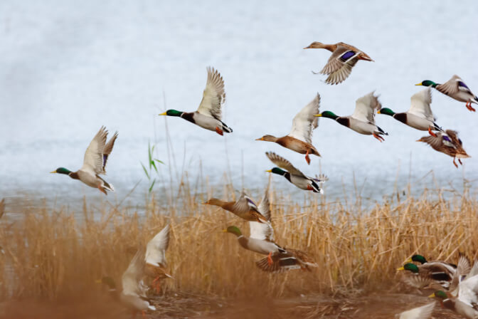 Duck Hunting in Tennessee Mallards flying