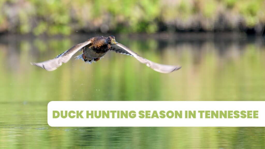 Duck Hunting Season in Tennessee HD Guide Service