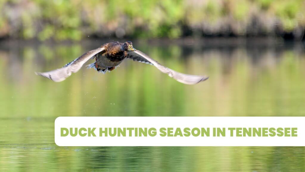 duck-hunting-season-in-tennessee-hd-guide-service