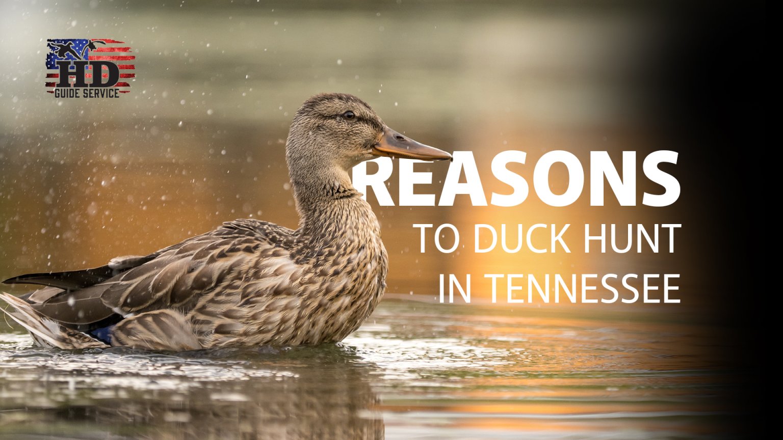 reasons-to-duck-hunt-in-tennessee-hd-guide-service