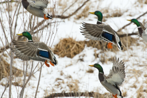 Ducks Flying away in winter