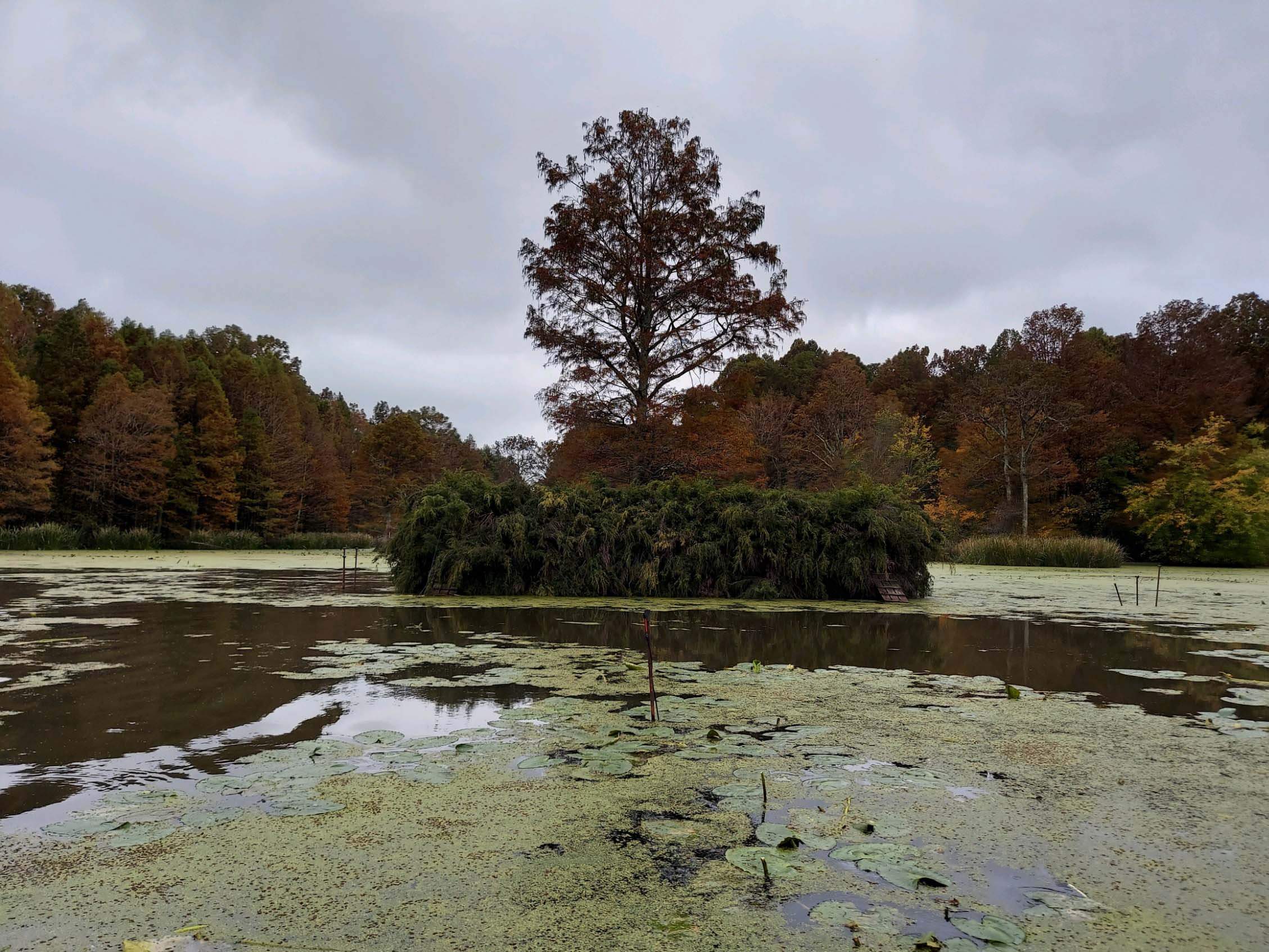 duck blind 1