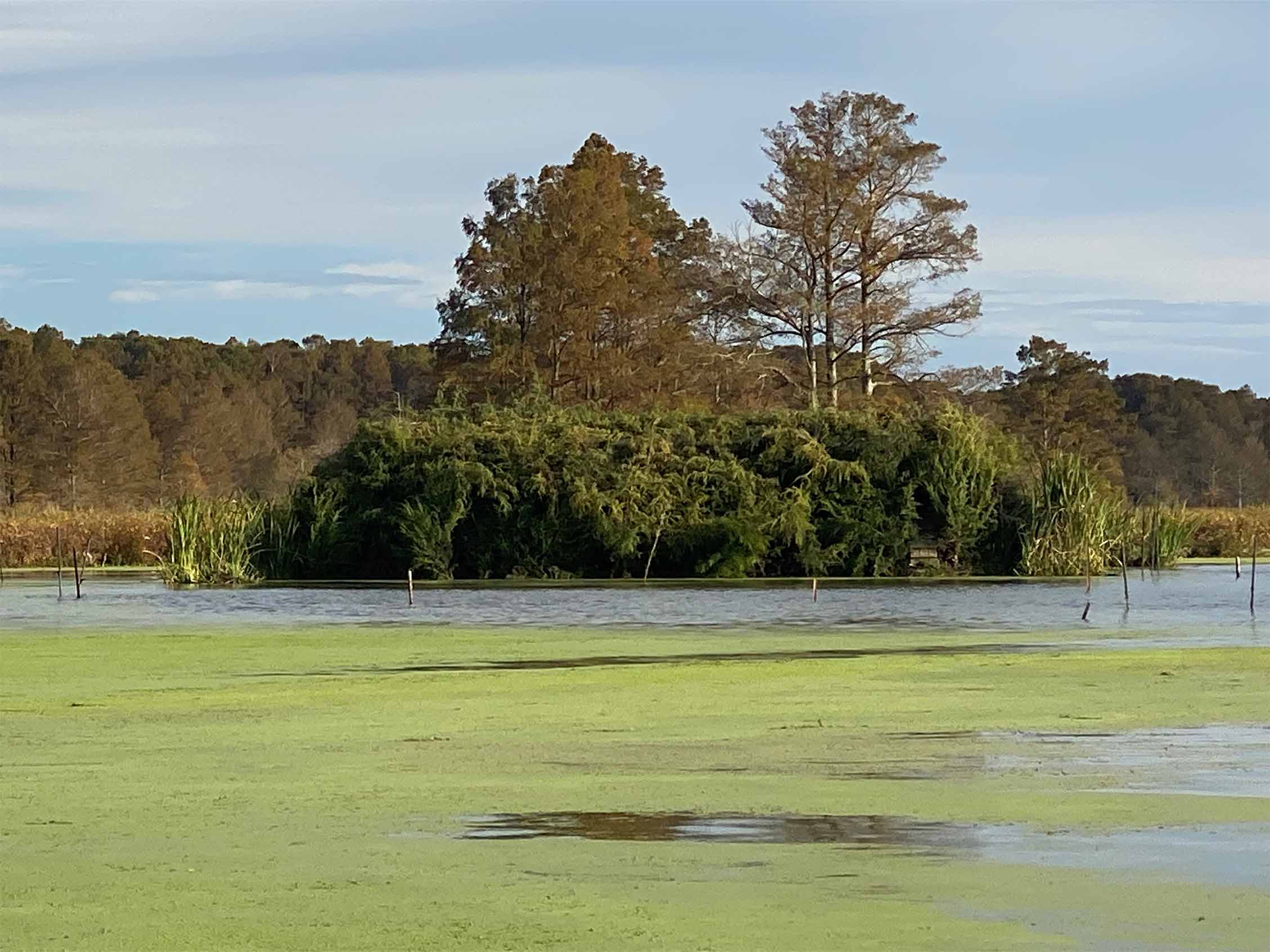 Homra's Reelfoot Lake Guide Service and lodging