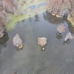 arial view of blinds on reelfoot lake