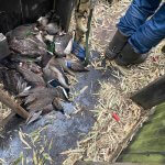 ducks after hunt