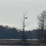 birds on bare tree on reelfoot lake