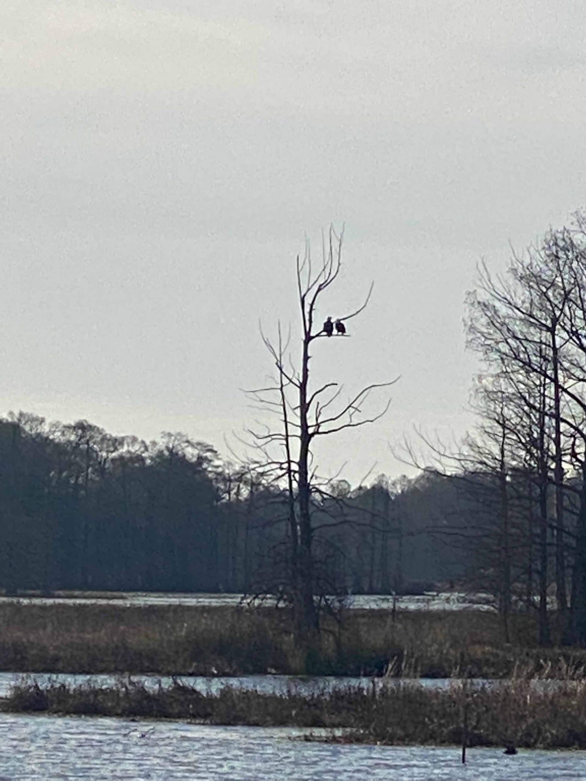 birds on bare tree on reelfoot lake
