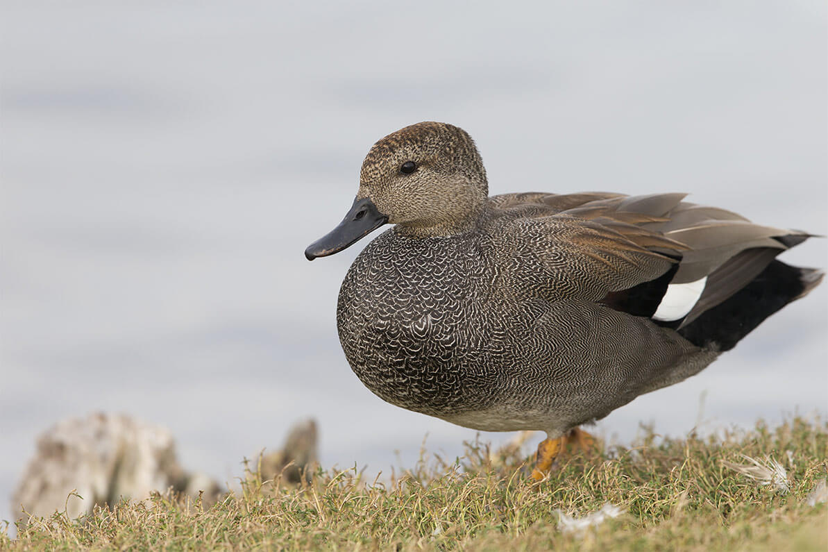 Gadwall