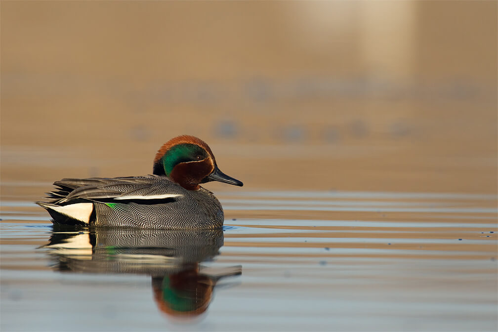 Green-Wing Teal 