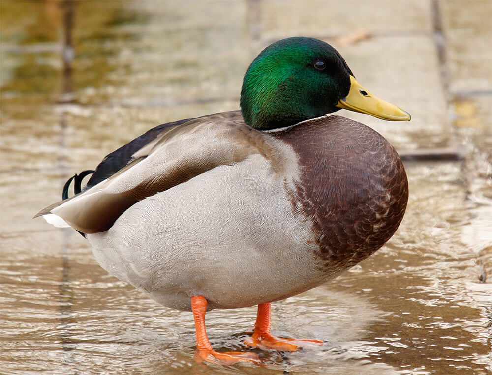 Male Mallard Duck