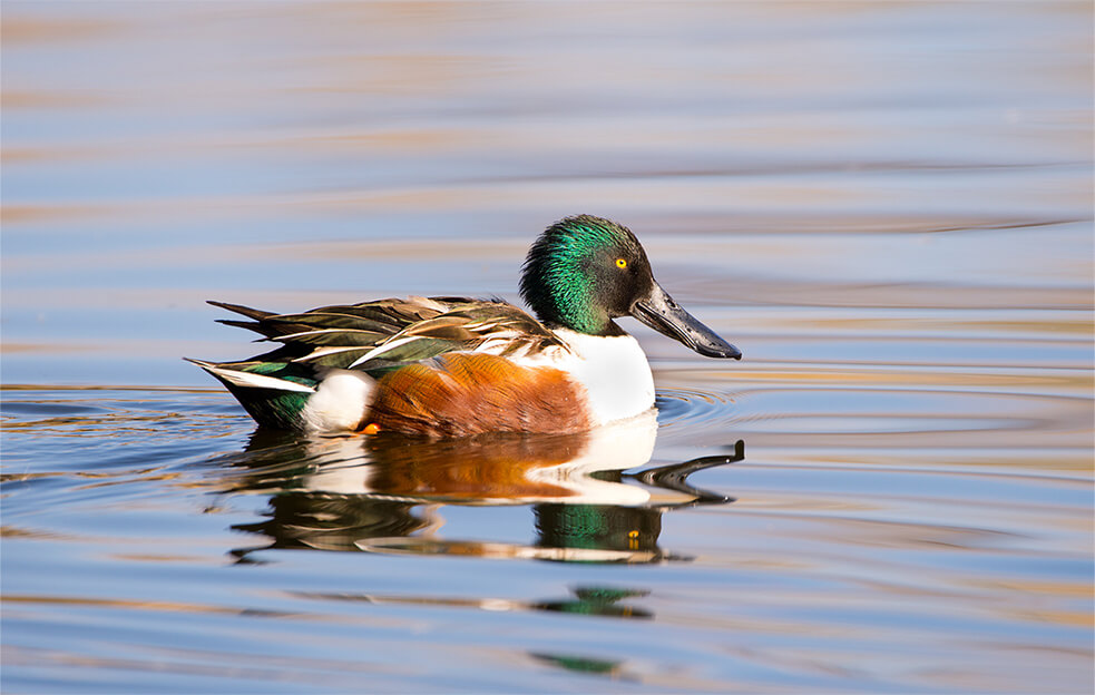 Northern Shoveler