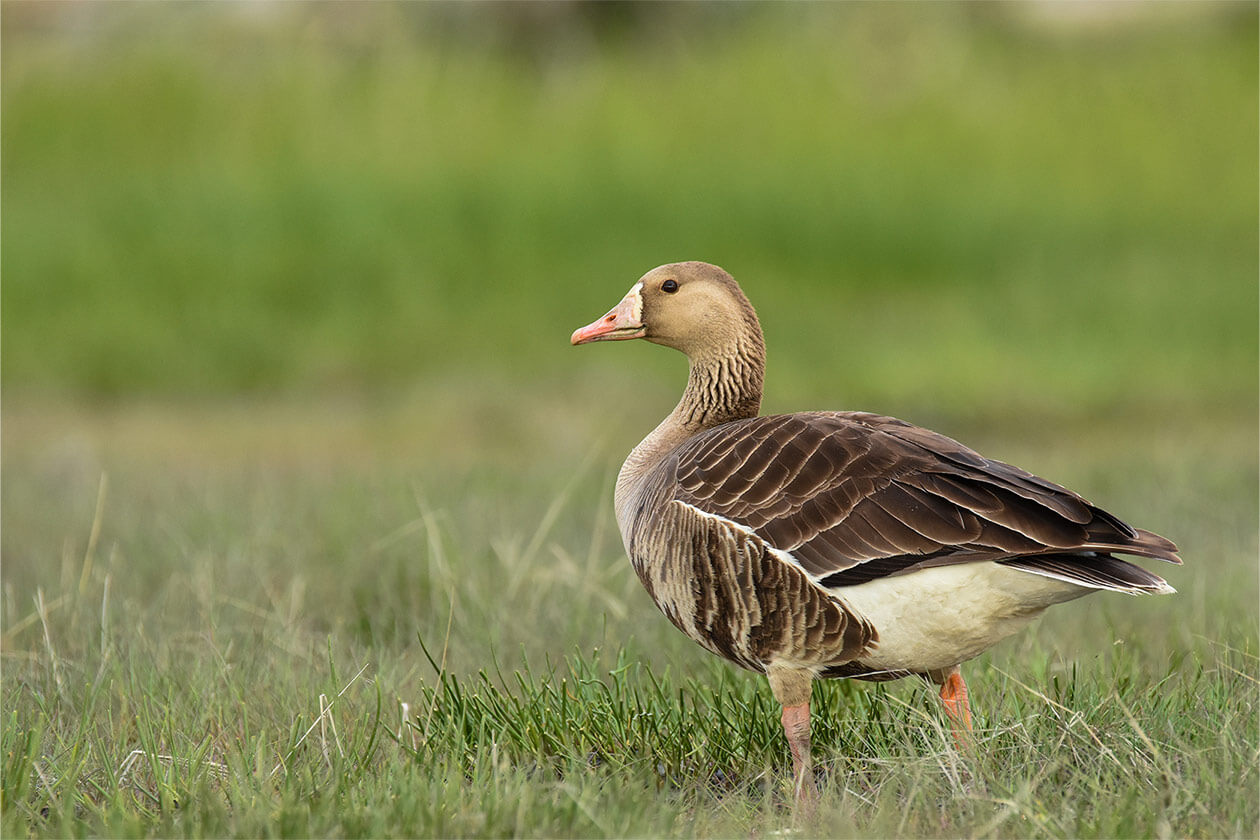 Specklebelly Goose