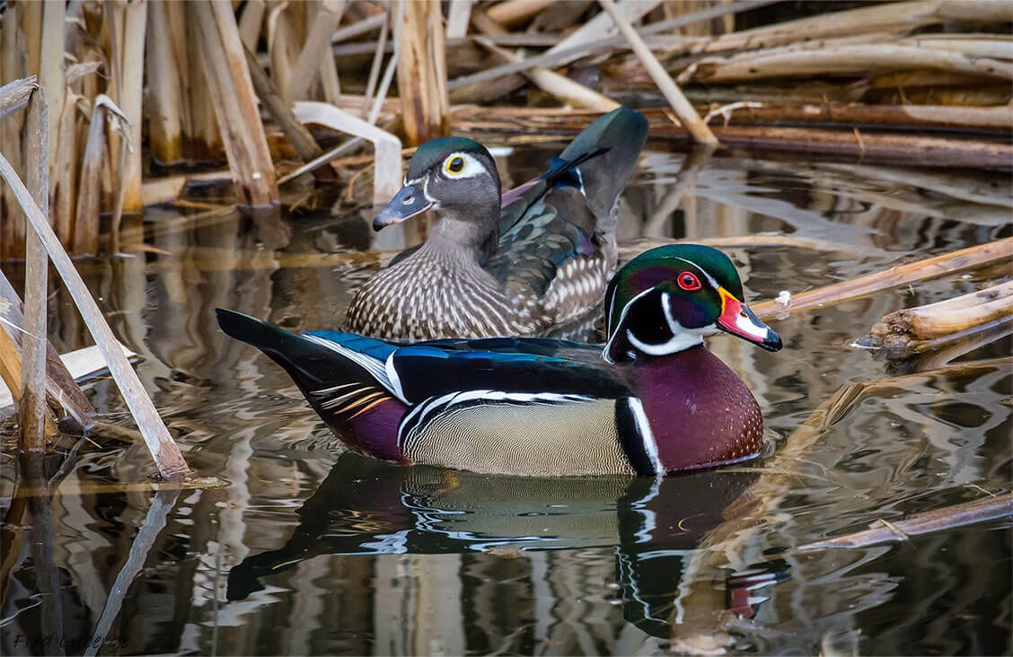 Wood Duck