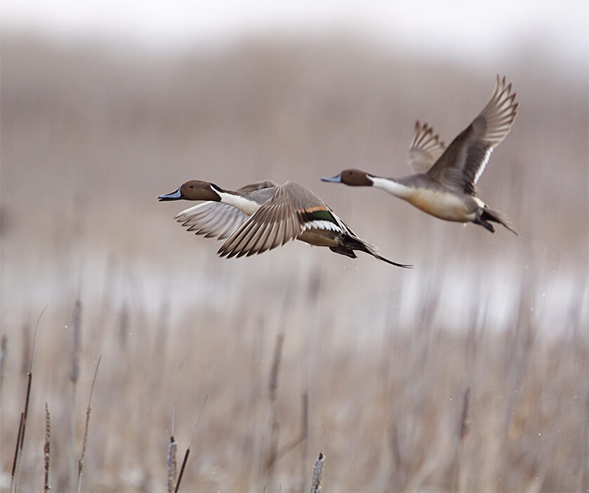 pintail