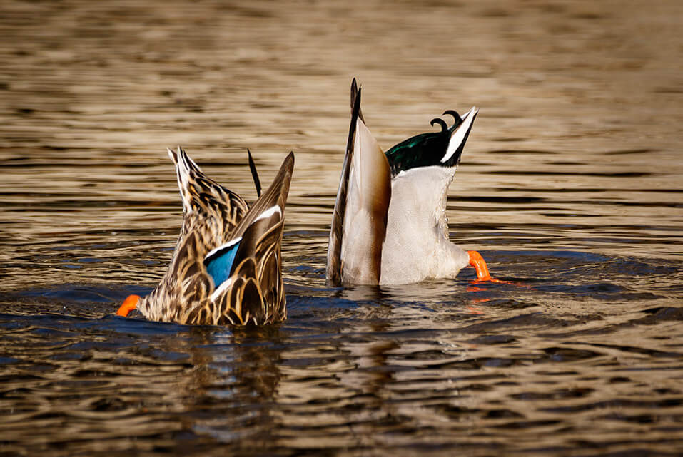 ducks eating underwater