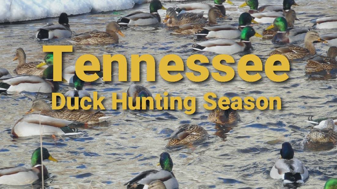 Tennessee duck hunting season
