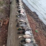 Row of hunted ducks on a log