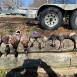 Row of hunted ducks