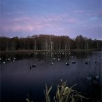 Ducks on a lake at sunrise