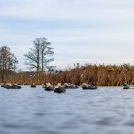 ducks on the water