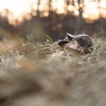 person looking out a hunting blind