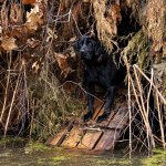 dog coming out of a duck hunting blind